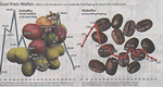 Infografik: Kaffeepreise 1970 bis 2001