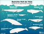 Infografik: Bedrohte Welt der Wale: Schtzung der Bestnde; Großansicht [FR]