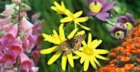 Naturmedizin/ Heilpflanzen/ WWF