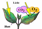 Photosynthese: Großansicht bei Uni Düsseldorf