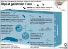 lpest, Golf von Mexiko, Hararie Deepwater Horizon, gefhrdete Tiere, Delfine, Seekhe, Shrimps, Meeresschildkrten, Pottwale, Plankton, Thunfisch / Infografik Globus 3580 vom 10.06.2010 